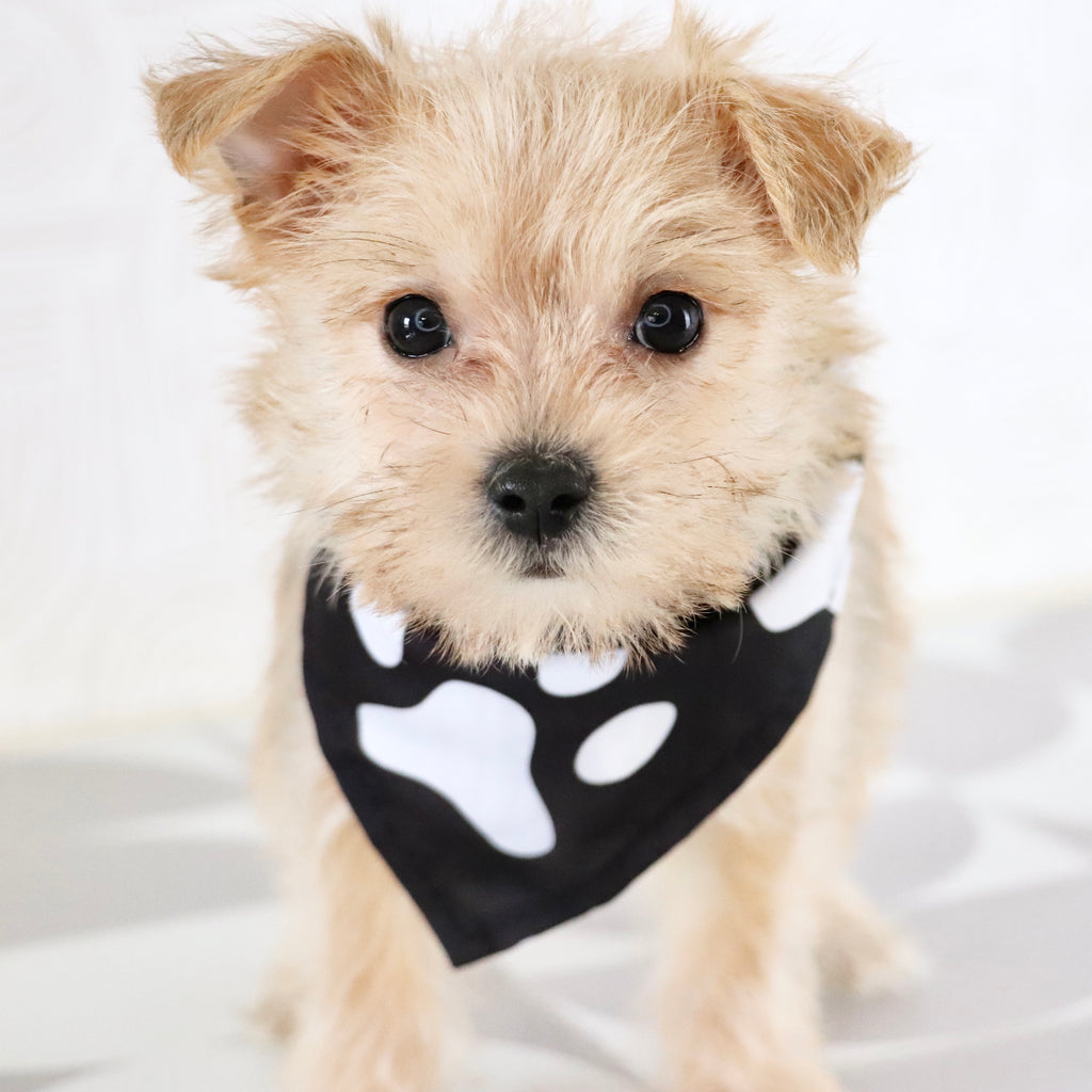 Duke - Available Now