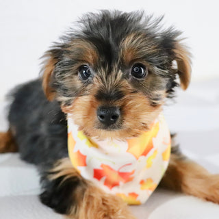 Eagle - Available Now