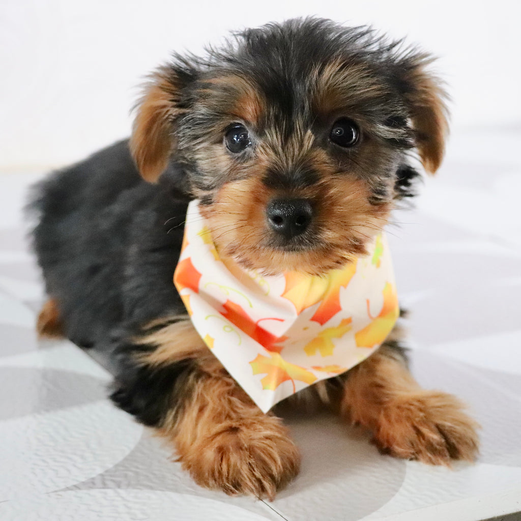 Eagle - Available Now