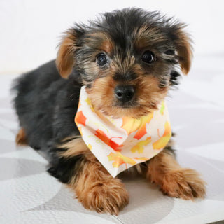 Eagle - Available Now