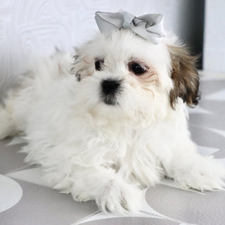 Willow - Available Now