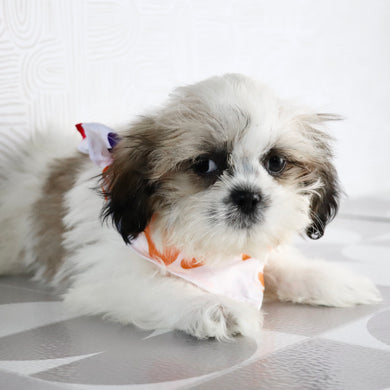 Orlando - Available Now