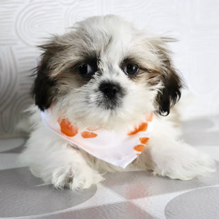 Orlando - Available Now