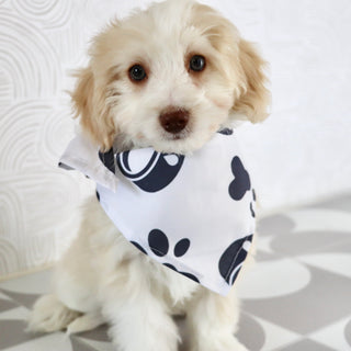 Shelton - Available Now