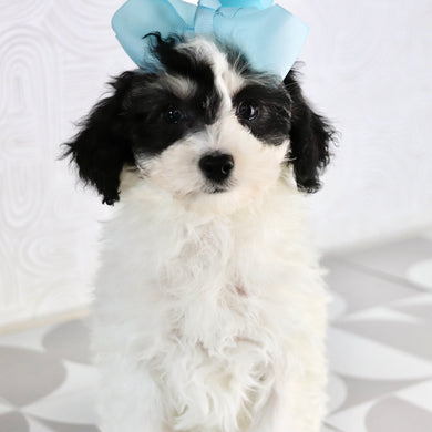 Trish - Available Now