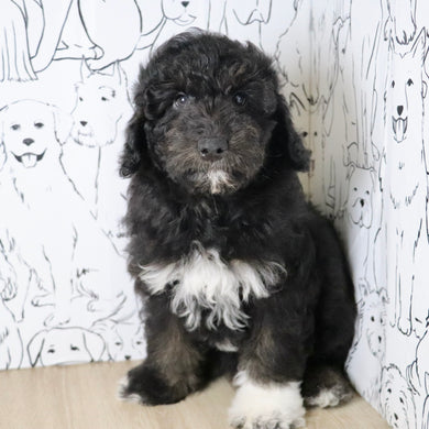 Alfie - Available Now