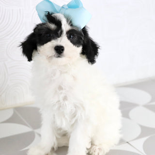 Trish - Available Now