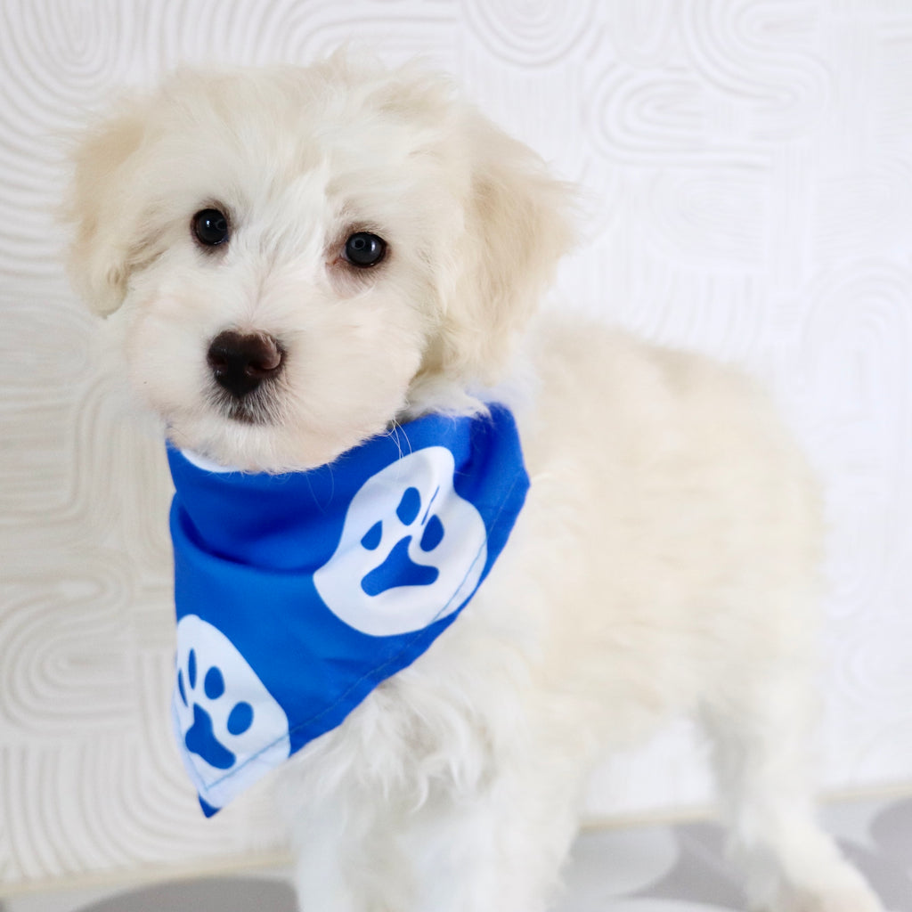 Bryant - Available Now