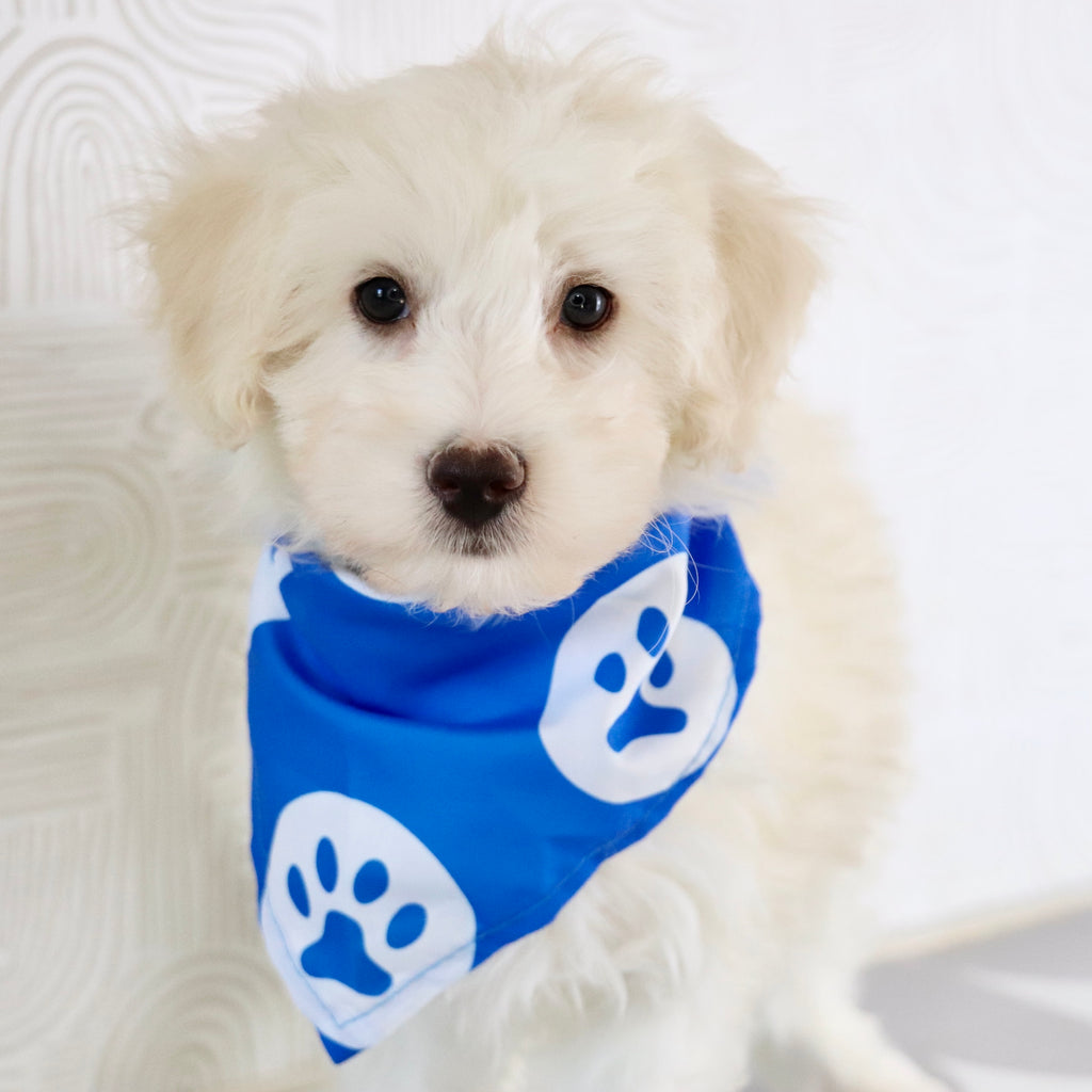 Bryant - Available Now