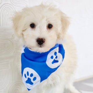 Bryant - Available Now