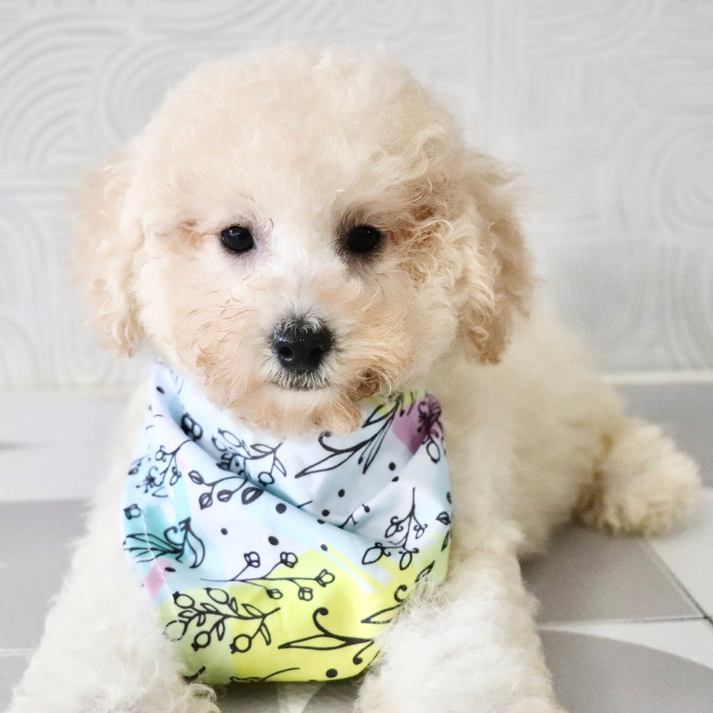 Dolly - Available Now