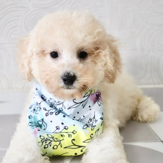 Dolly - Available Now