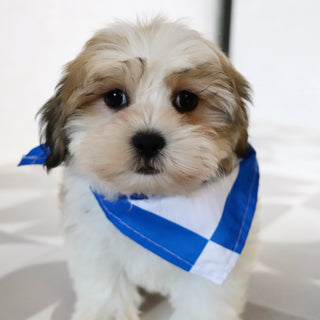 Randy - Available Now