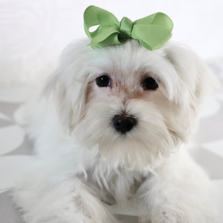 Raya - Available Now