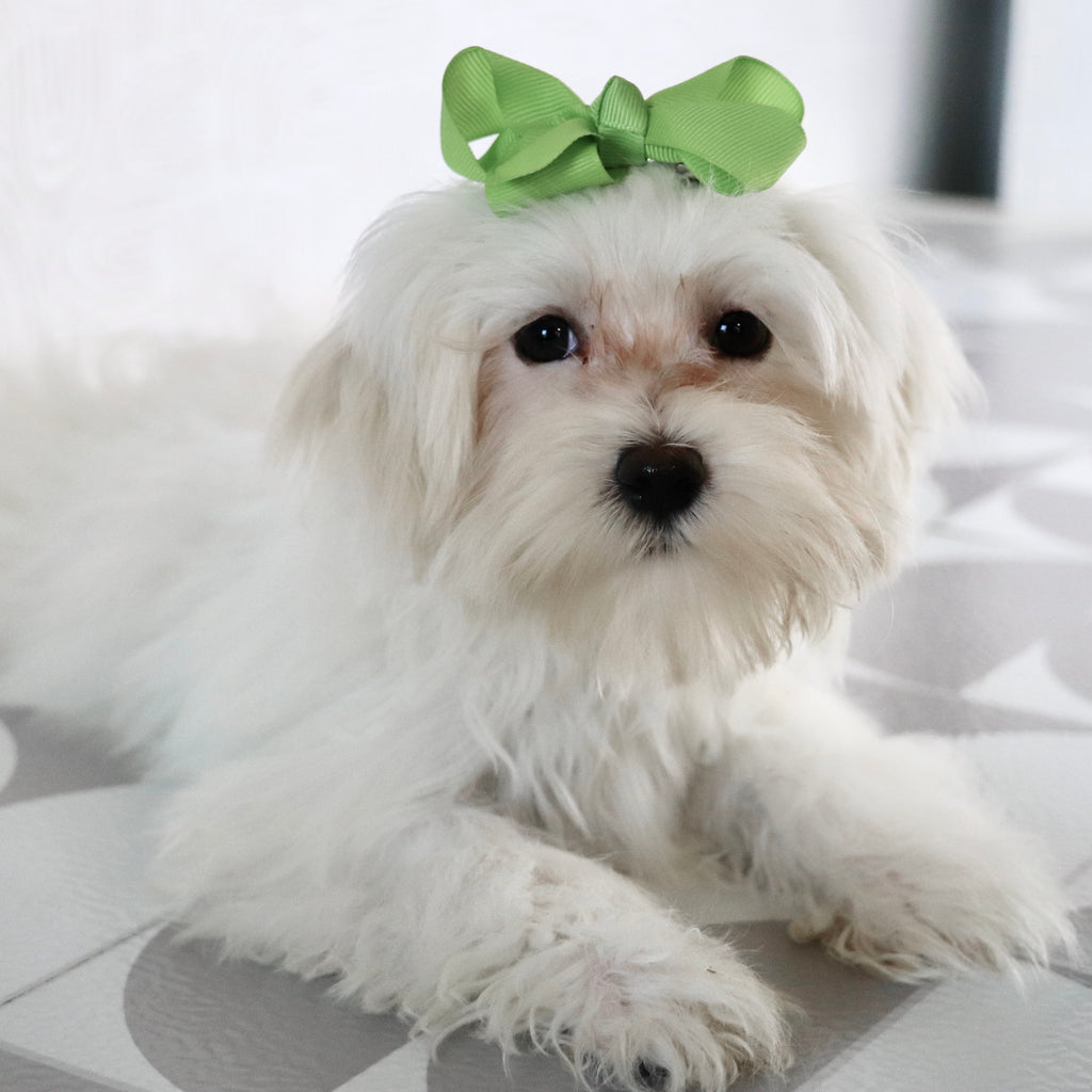 Raya - Available Now