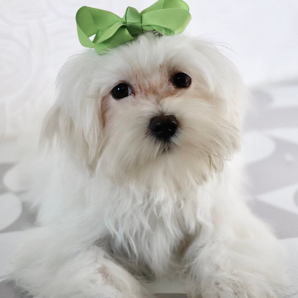 Raya - Available Now