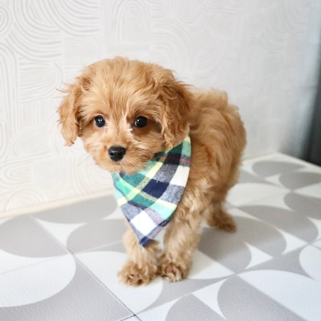 Franklin - Available Now