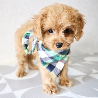 Franklin - Available Now