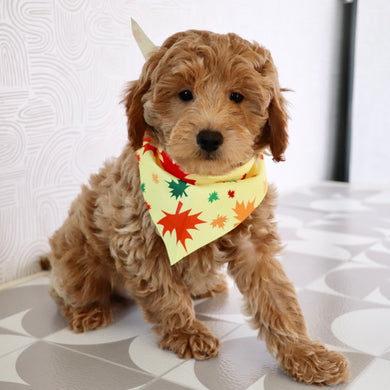 Arno - Available Now