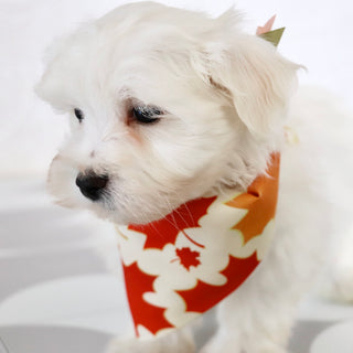 Cole - Available Now