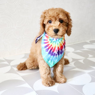 Floyd - Available Now