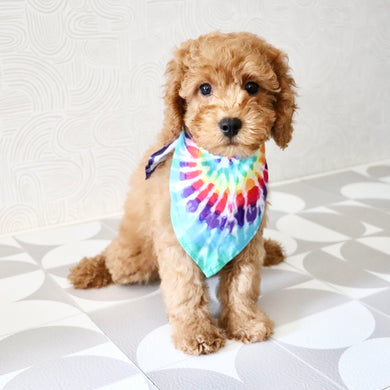 Floyd - Available Now