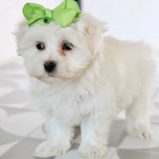 Grape - Available Now