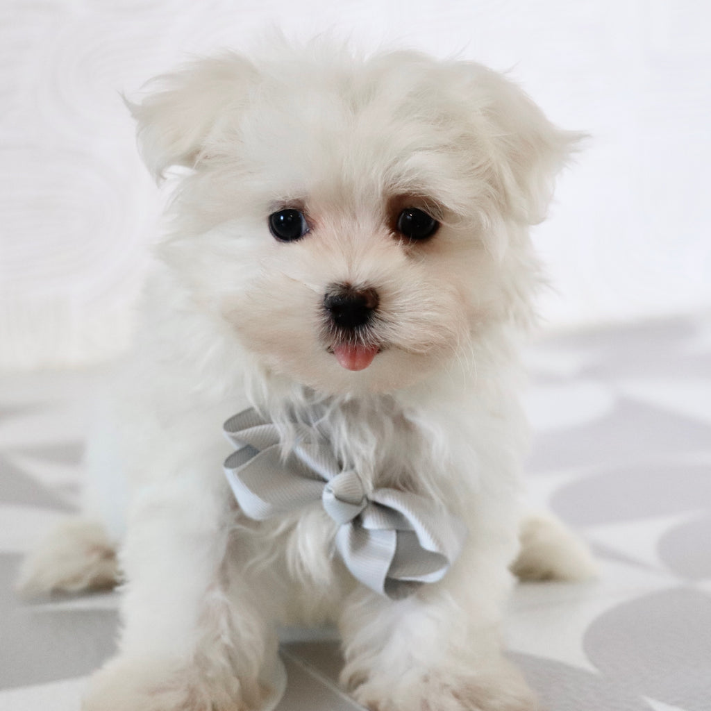 Saige - Available Now