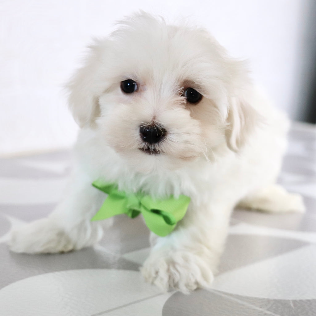 Josh - Available Now