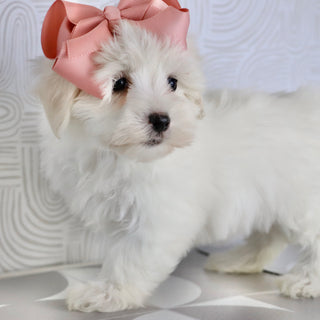 Lana - Available Now