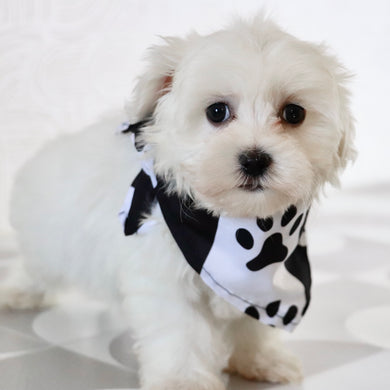 Turbo - Available Now