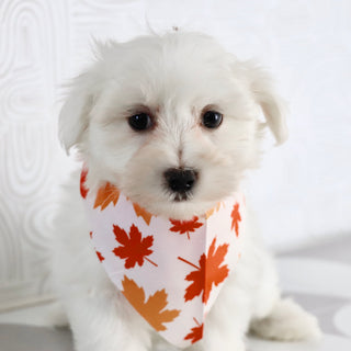 Felix - Available Now