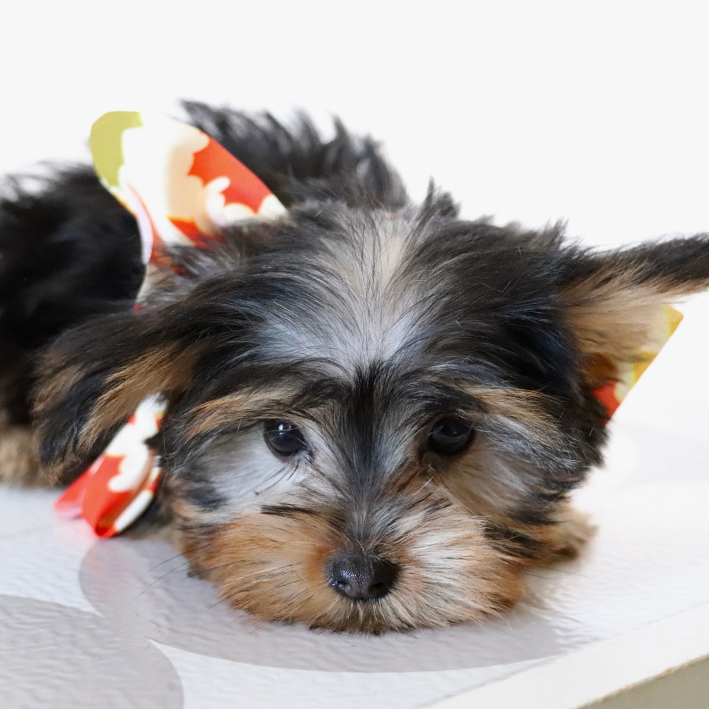 Tooele - Available Now