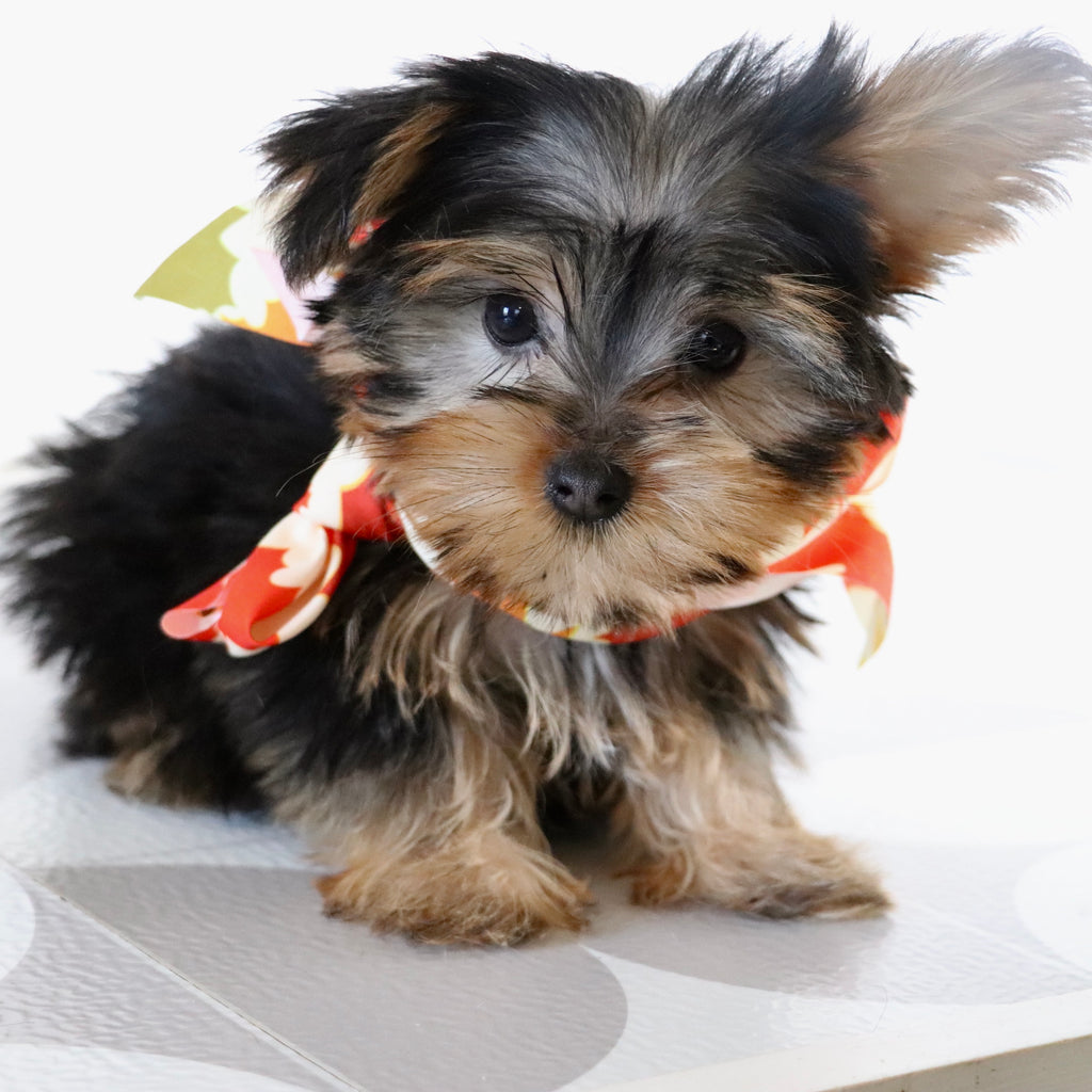 Tooele - Available Now