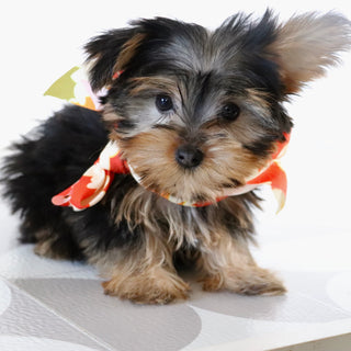 Tooele - Available Now