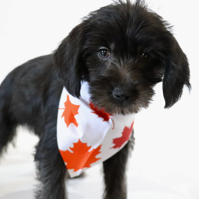 Hans - Available Now