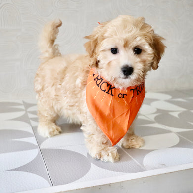 Nacho - Available Now