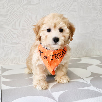 Nacho - Available Now
