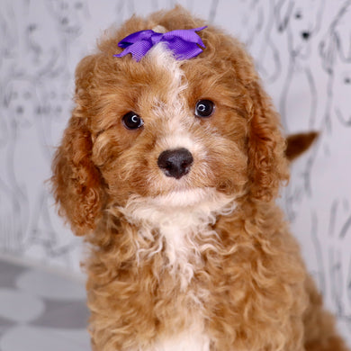 Maple