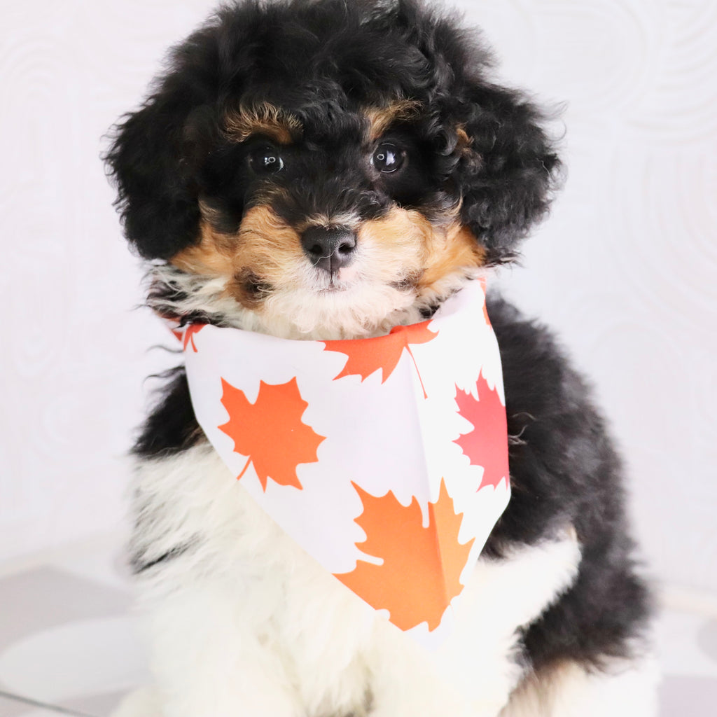 Elliot - Available Now