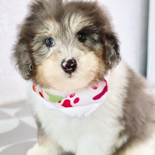 Oswald - Available Now