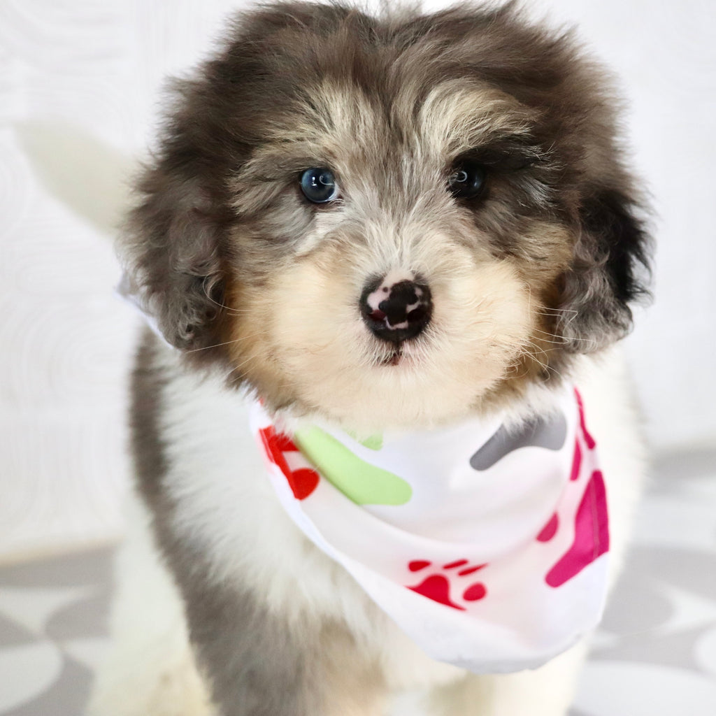 Oswald - Available Now