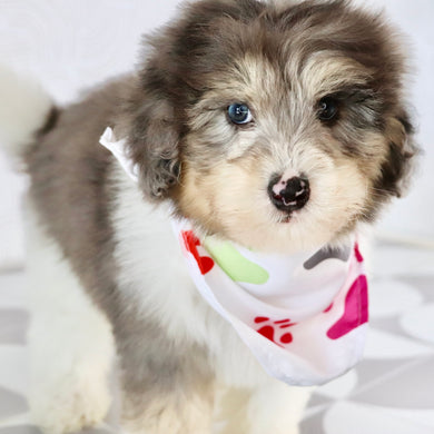 Oswald - Available Now