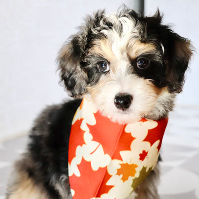 Blake - Available Now