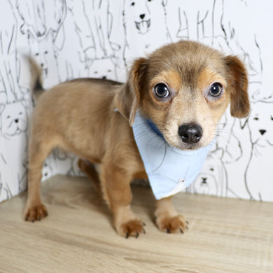 Oscar - Available Now