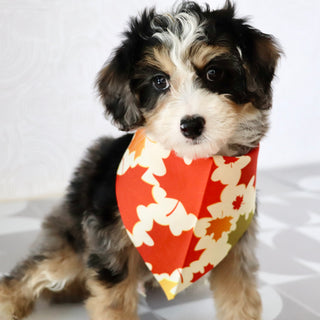 Blake - Available Now