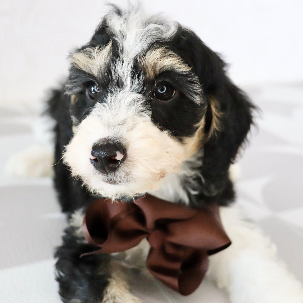 Emerson - Available Now