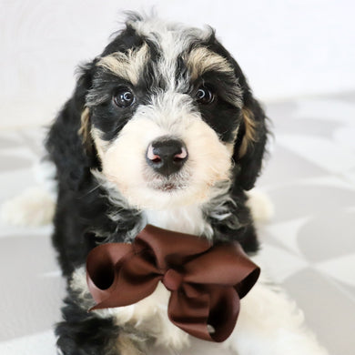 Emerson - Available Now