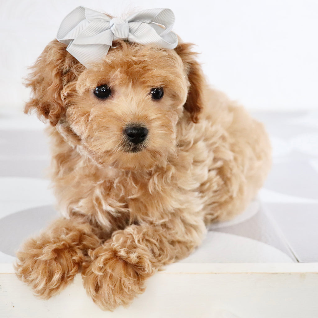 Riona - Available Now