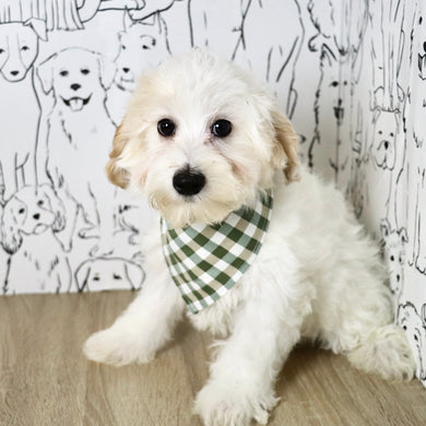 Harley - Available Now